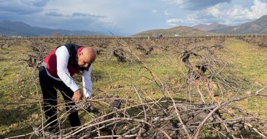 Minister of Agriculture and Forestry Vahit Kirişci prunes a vineyard in the Hassa district, Hatay, Türkiye, March 9, 2023. (AA Photo)