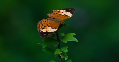 A butterfly stands on a wild forest flower at Seulimeum in Aceh province, Indonesia, March 4, 2023 (AFP Photo)