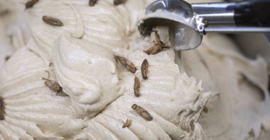 Thomas Micolino, owner of Eiscafe Rino, scoops ice cream with crickets from a bowl in Rottenburg am Neckar, Germany, March 1, 2023. (AP Photo)