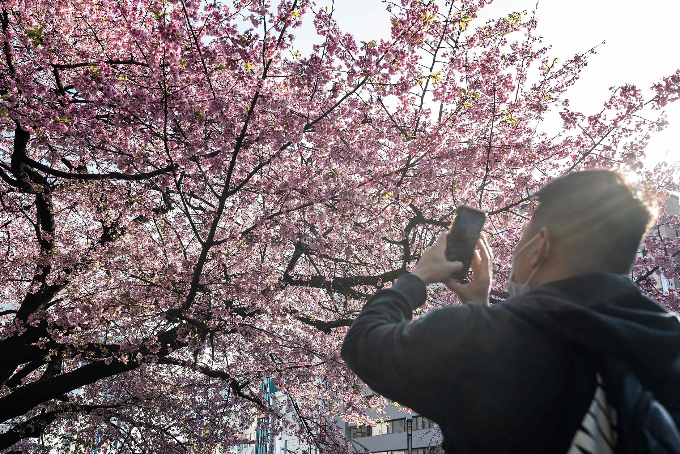 Seorang pria mengambil foto saat orang-orang keluar ke Taman Ueno untuk melihat bunga sakura awal di Tokyo, Jepang, 14 Maret 2023. (Foto AFP)