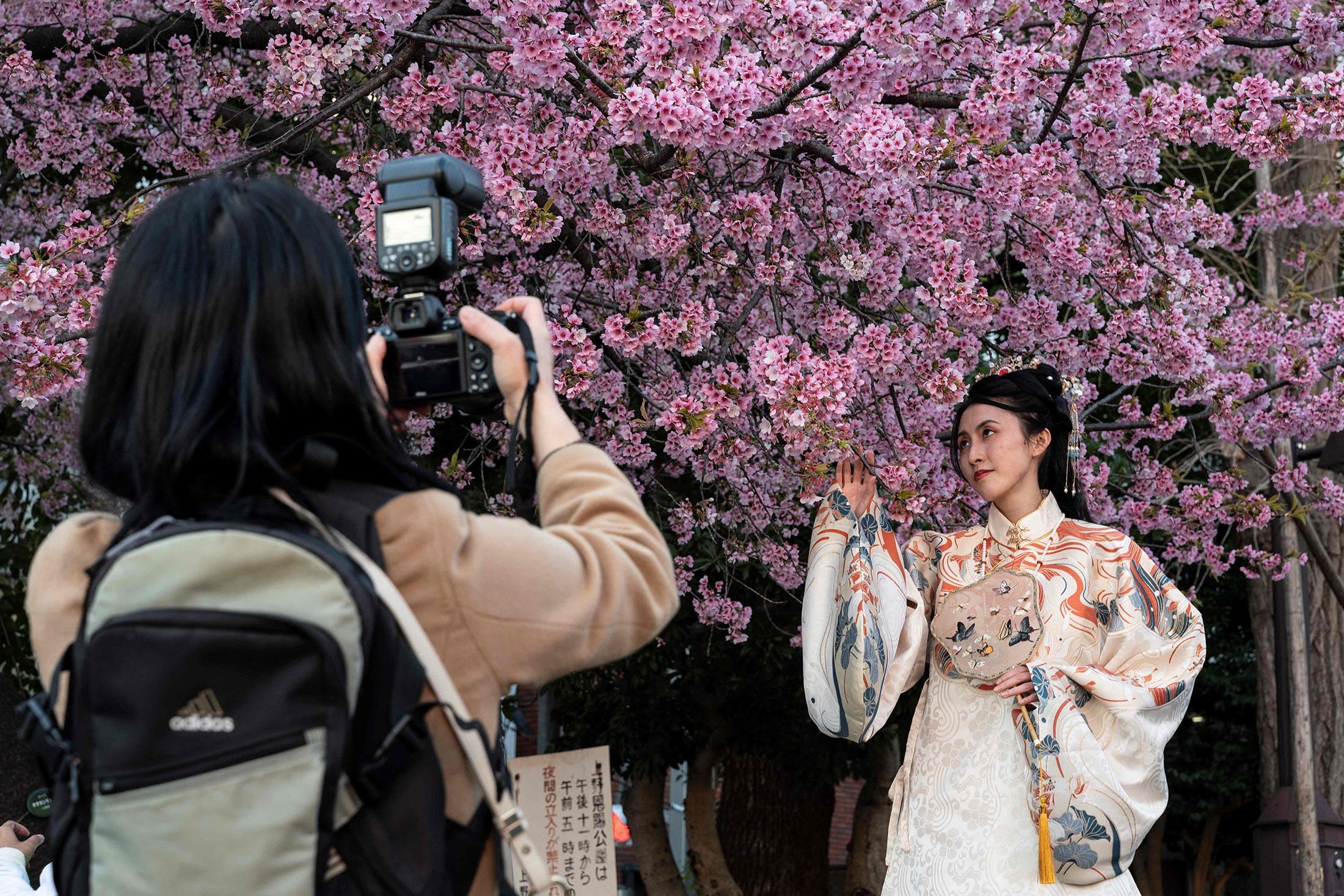 İnsanlar erken açan kiraz çiçeklerini görmek için Ueno Park'a gelirken çiçeklerin altında fotoğraf çektiren bir kadın Tokyo, Japonya, 14 Mart 2023. (AFP Fotoğrafı)