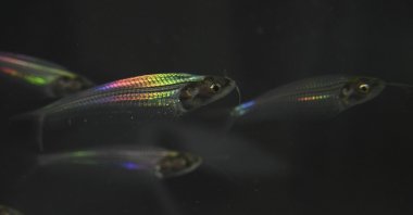 Ghost catfish showing iridescence, Shanghai Jiao Tong University, Shanghai, China, Feb. 10, 2023. (AP Photo)
