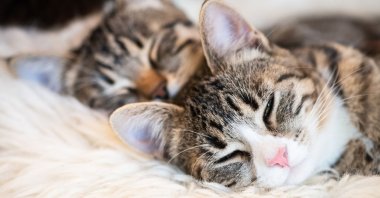 Old and new kitties cuddling together is the dream. (dpa Photo)