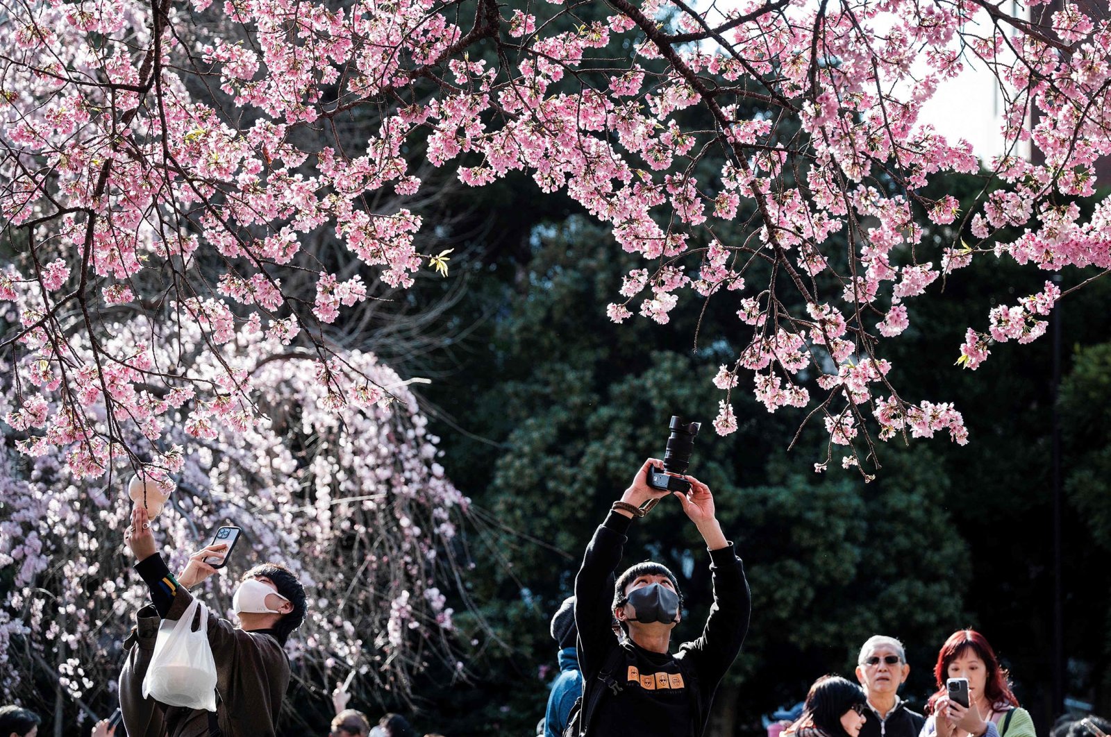 People take photos as they come out to Ueno Park to see the early cherry blossoms in Tokyo, Japan, March 14, 2023. (AFP Photo)