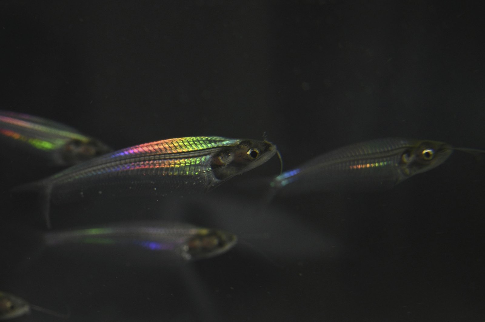 Ghost catfish showing iridescence, Shanghai Jiao Tong University, Shanghai, China, Feb. 10, 2023. (AP Photo)