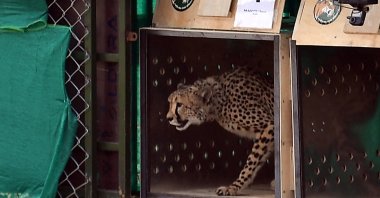 A wild cheetah being released at Kuno National Park in Madhya Pradesh state, India, Sept. 17, 2022. (AFP Photo)