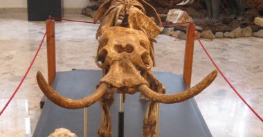 A mounted skeleton of an extinct Sicilian dwarf elephant, the size of a Shetland pony, at Museo Geologico, in Palermo, Sicily, Italy. (Reuters Photo)