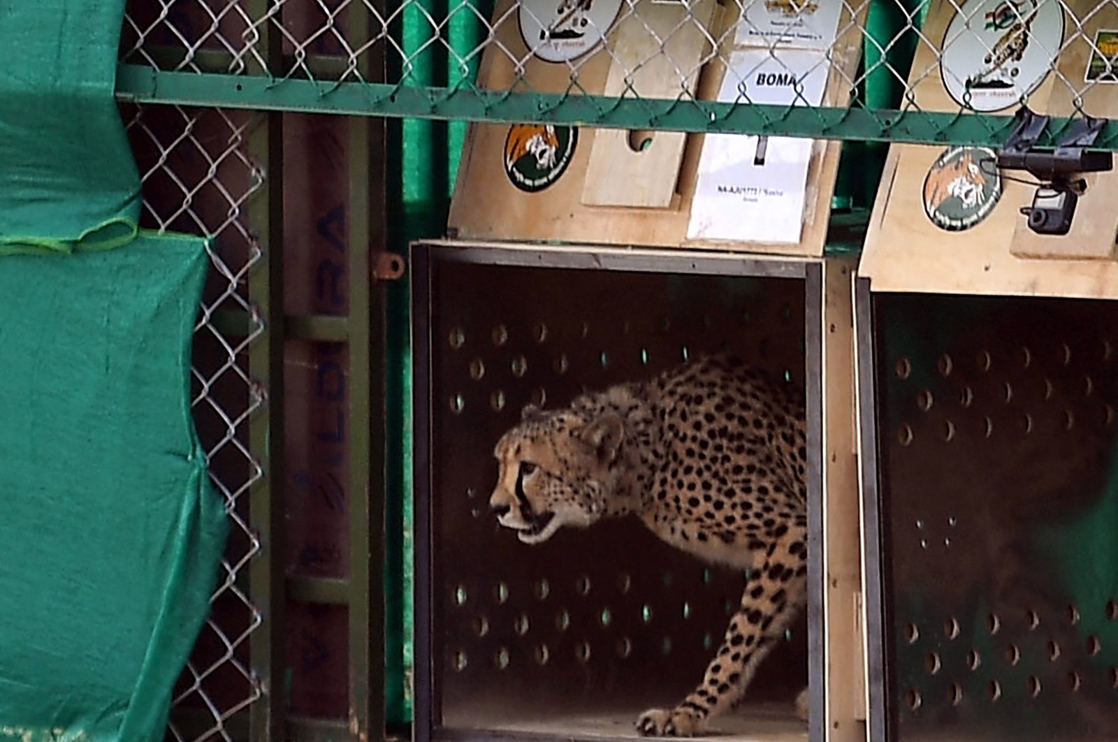 Untuk pertama kalinya dalam lebih dari 7 dekade, cheetah kembali ke alam liar di India
