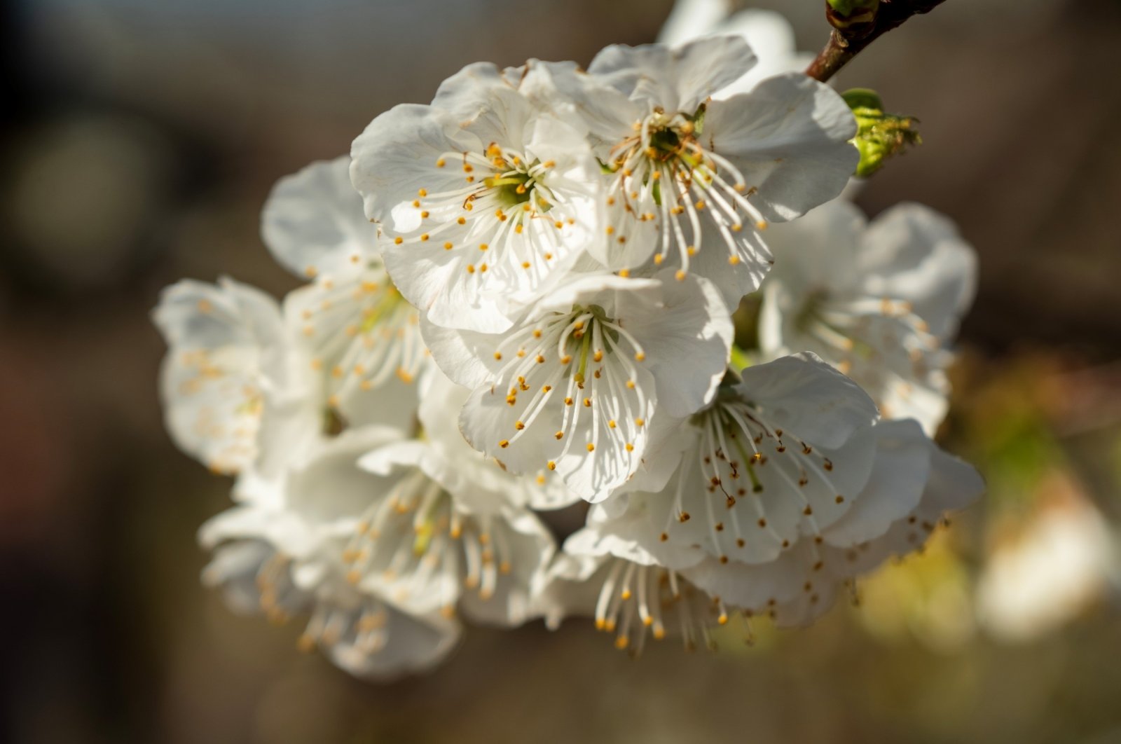 Cherry trees bloom in Manisa, Türkiye, March 16, 2023. (IHA Photo)