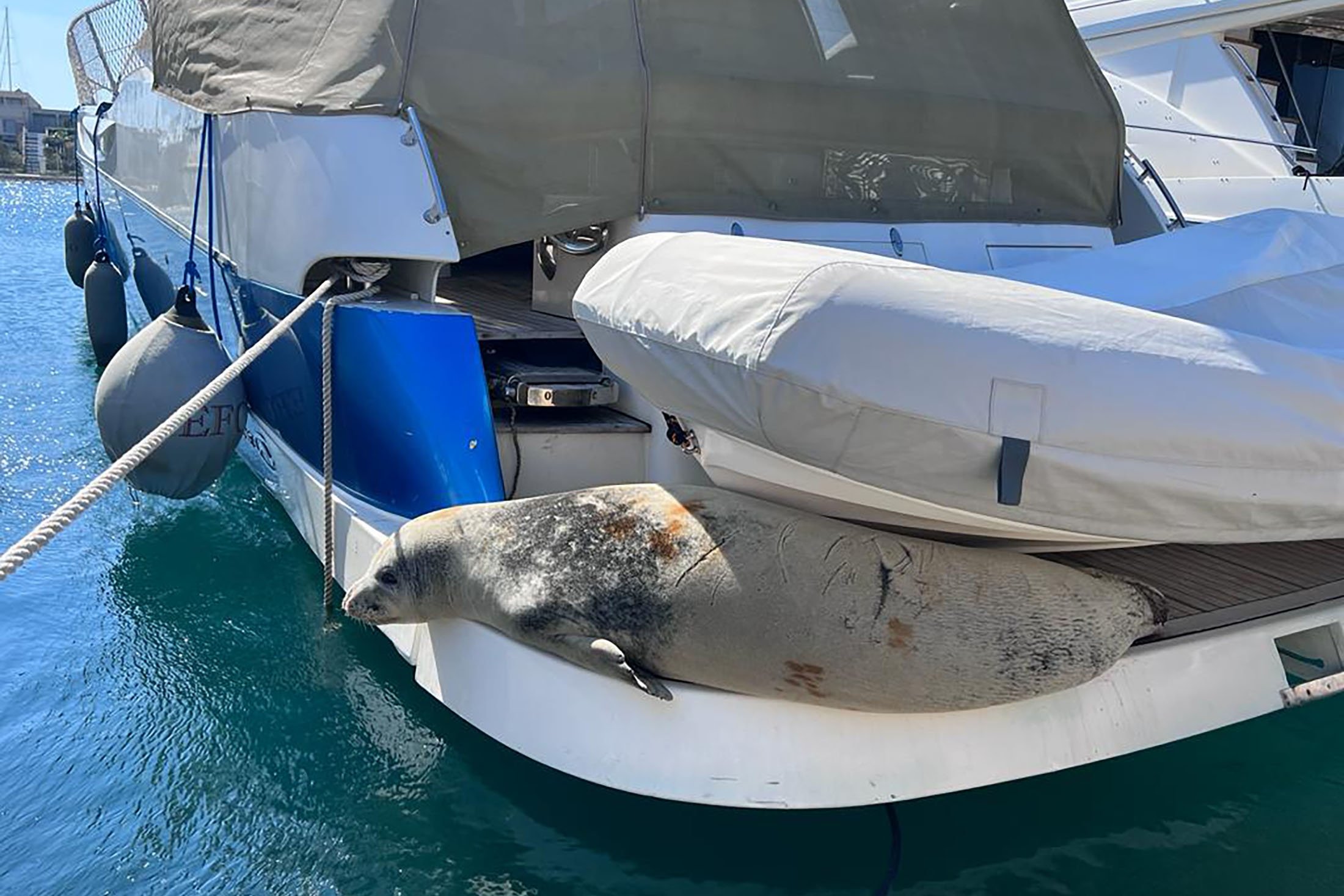 A Mediterranean monk seal rests on a boat, in Didim, Aydın, Türkiye, March 15, 2023. (AA Photo)