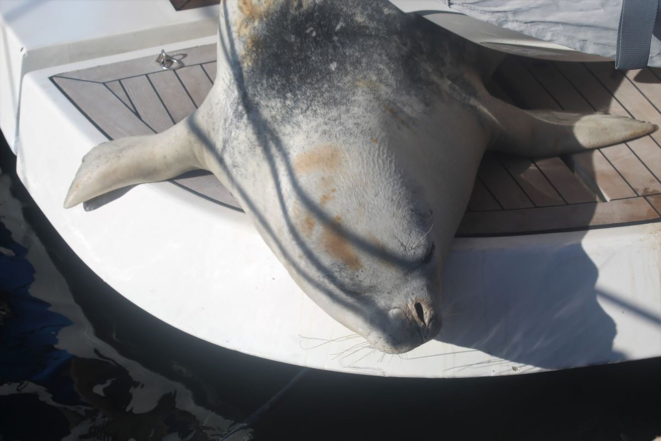 A Mediterranean monk seal rests on a boat, in Didim, Aydın, Türkiye, March 15, 2023. (AA Photo)