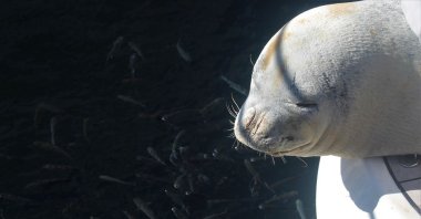 A Mediterranean monk seal rests on a boat, in Didim, Aydın, Türkiye, March 15, 2023. (IHA Photo)