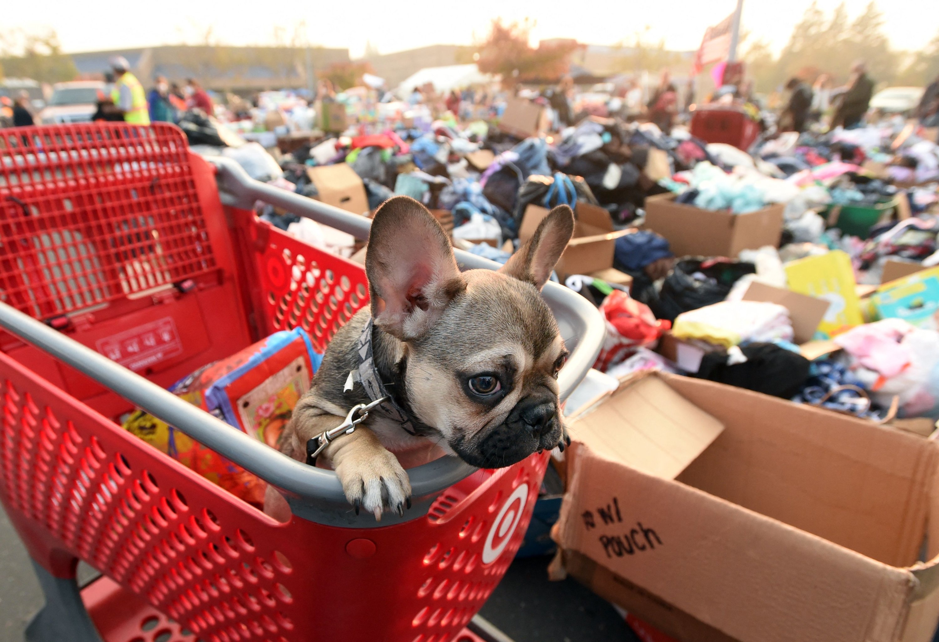 French bulldog puppy, looks on from a shopping cart at an evacuee encampment in Chico, California, U.S., Nov. 17, 2018. (AFP Photo) 