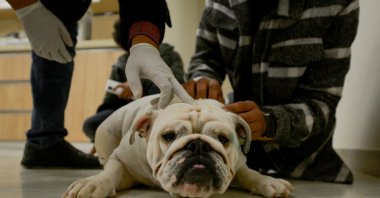 A French bulldog receives a medical treatment at Al Rawasy Veterinary Clinic in Benghazi, Libya, Jan. 19, 2022. (Reuters Photo)