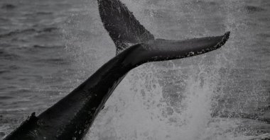 A dolphin was observed in the Antarctic Ocean by the team of the 7th National Antarctic Science Expedition of Türkiye, March 20, 2023. (AA Photo)