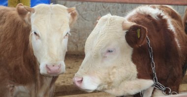 A pair of cows in a farm in Batman, Türkiye, March 18, 2023. (AA Photo)