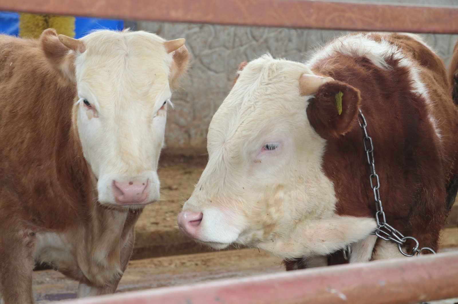 A pair of cows in a farm in Batman, Türkiye, March 18, 2023. (AA Photo)