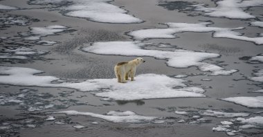 A polar bear is seen on ice floes in the British Channel in the Franz Josef Land archipelago, Aug. 16, 2021. (AFP Photo)