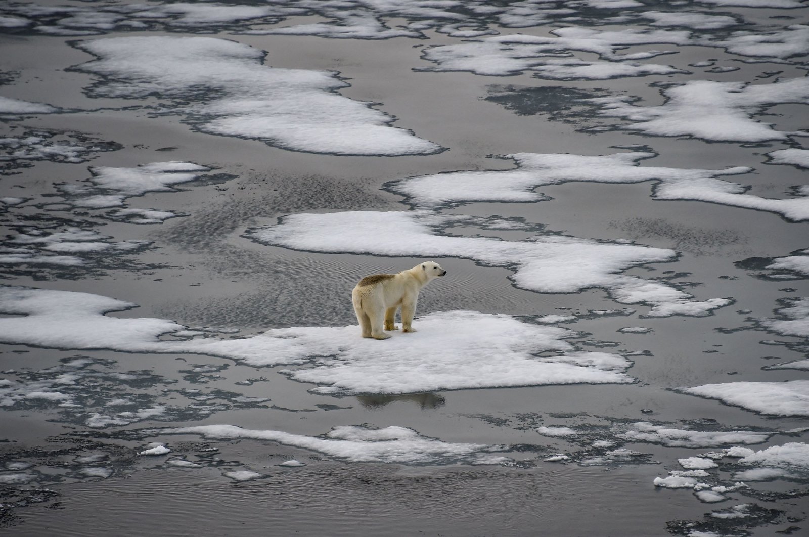A polar bear is seen on ice floes in the British Channel in the Franz Josef Land archipelago, Aug. 16, 2021. (AFP Photo)