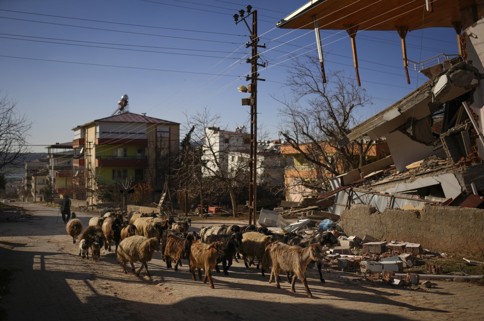 A shepherd leads his flock of sheep past a destroyed building in the Pazarcık district of Kahramanmaraş, southern Türkiye, Feb. 13, 2023. (AP Photo)