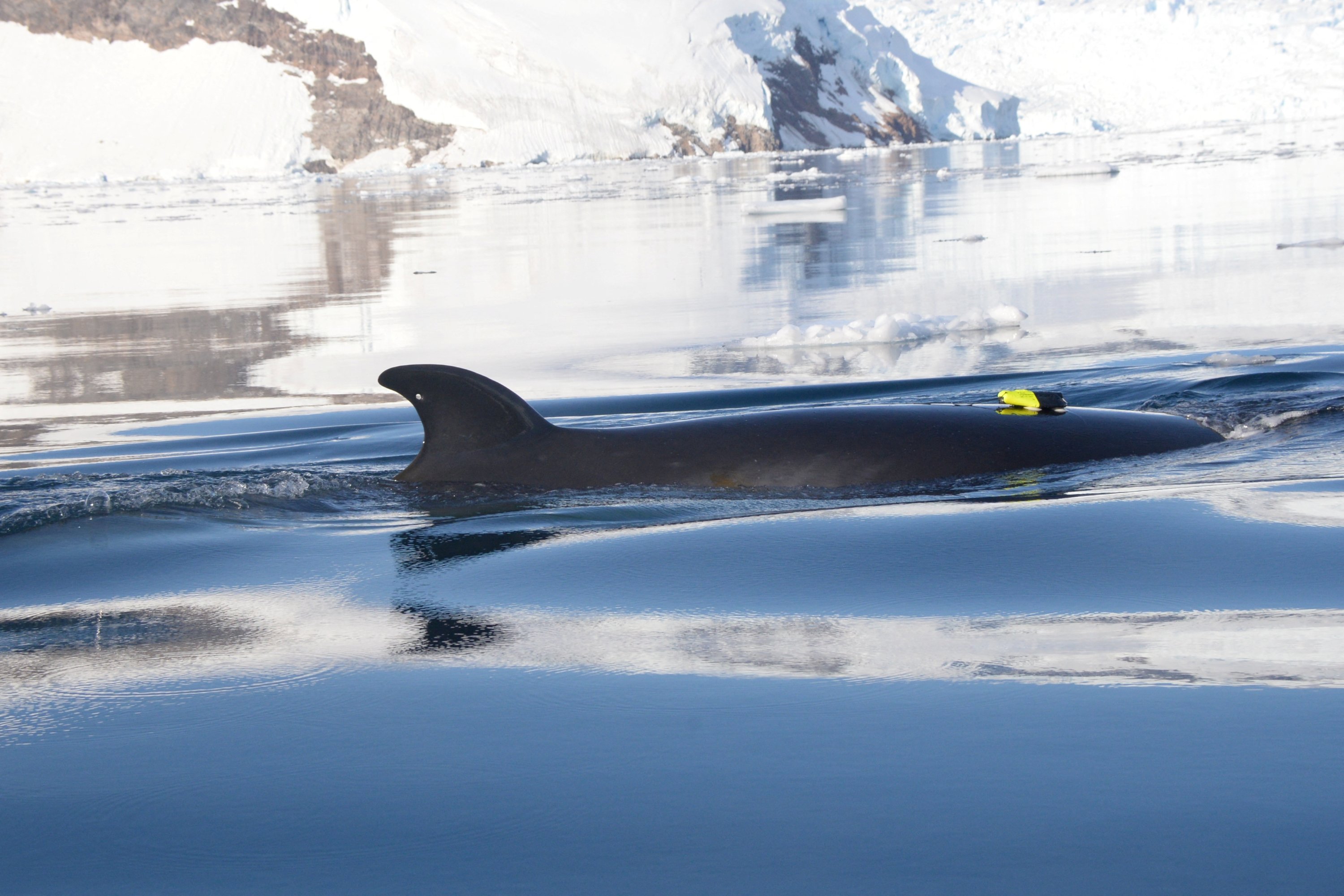 Seekor paus minke Antartika di perairan Semenanjung Antartika Barat, 2019. (Foto Reuters)
