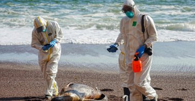 Medics analyze the remains of dead sea lions washed ashore in the Paracas National Reserve, in Peru, March 3, 2023. (AFP Photo)