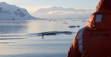 An Antarctic minke whale is seen from the deck of a research vessel, in the waters off the West Antarctic Peninsula, 2019. (Reuters Photo)