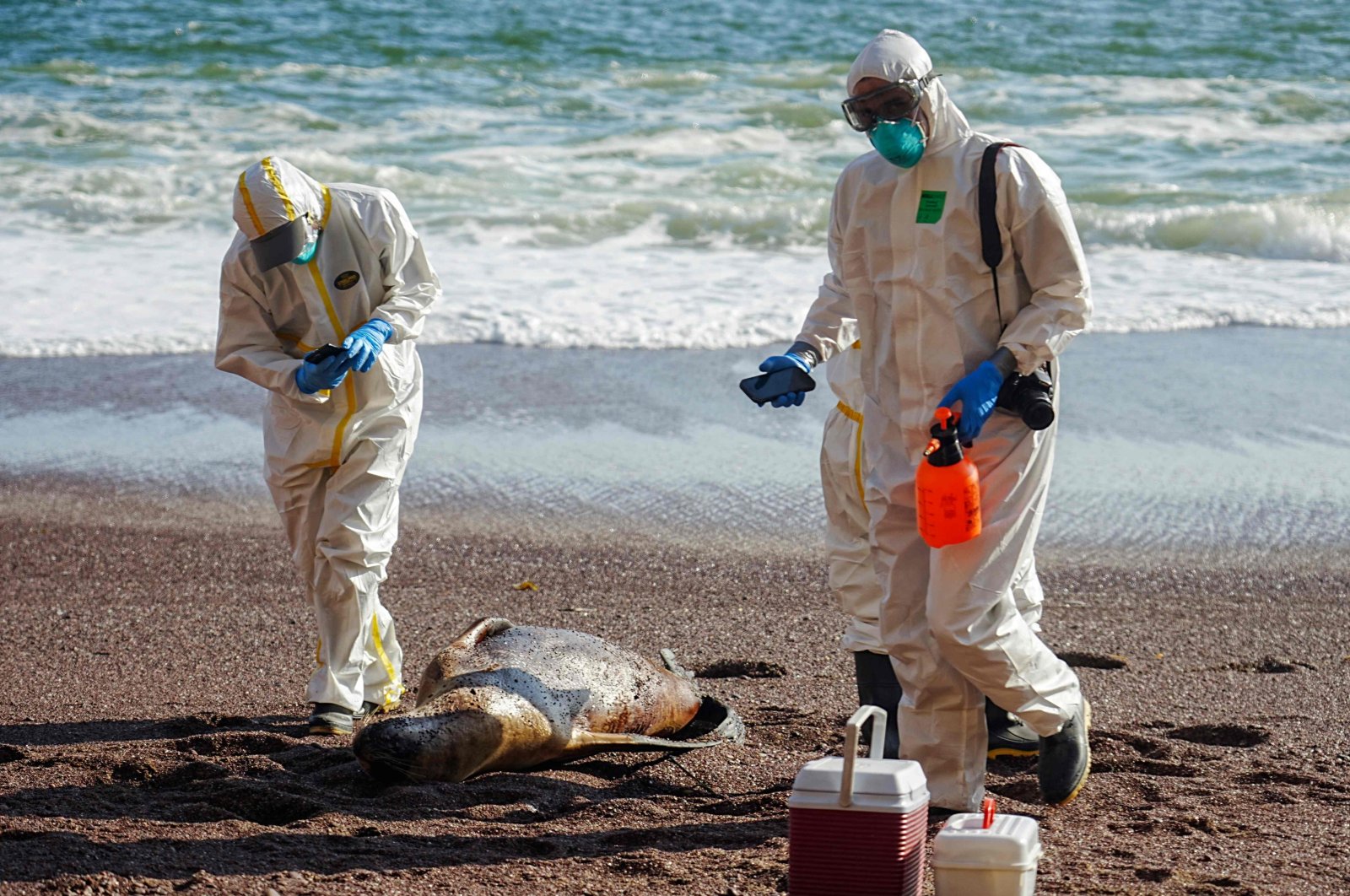 Medics analyze the remains of dead sea lions washed ashore in the Paracas National Reserve, in Peru, March 3, 2023. (AFP Photo)