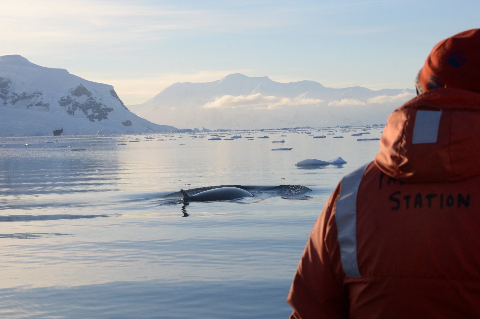 Para ilmuwan mempelajari paus minke, raksasa paling kecil di lautan yang penuh teka-teki