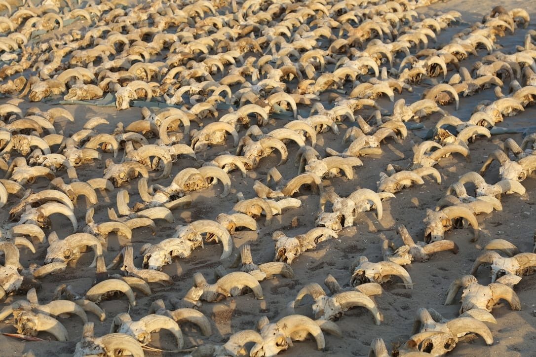 A view of around 2,000 mummified rams heads uncovered during excavation work carried out by an American mission from New York University at the temple of Ramesses II in Abydos, Egypt, March 25, 2023. (Reuters Photo)