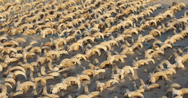 A view of around 2,000 mummified rams heads uncovered during excavation work carried out by an American mission from New York University at the temple of Ramesses II in Abydos, Egypt, March 25, 2023. (Reuters Photo)