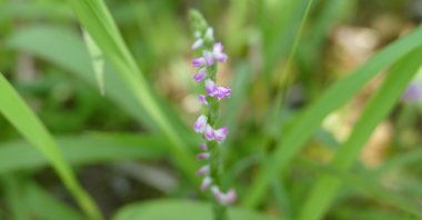 A &quot;spiranthes hachijoensis&quot; (Orchidaceae), a new species of orchid, in Nichinan, Miyazaki Prefecture, Japan, May 20, 2017. (AFP Photo)