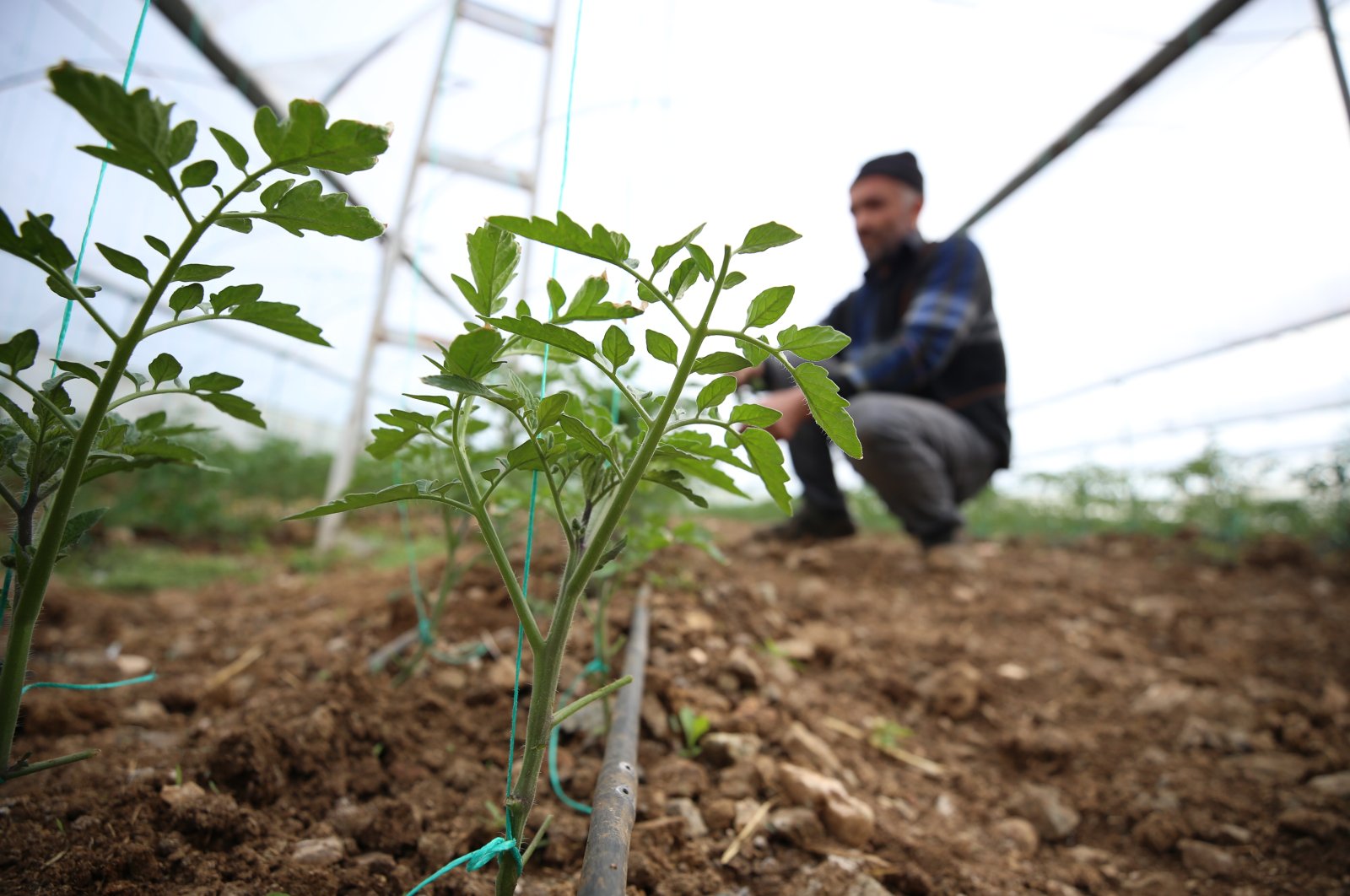 Farmers, struggling with earthquake-related losses, sow seedlings to grow tomatoes and cucumbers in greenhouses in Kahramanmaraş, Türkiye, March 27, 2023. (AA Photo)