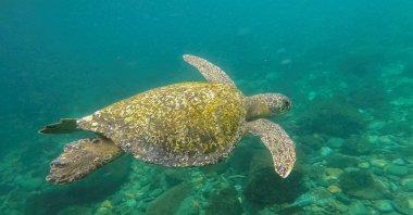 In this file photo a green sea turtle (Chelonia mydas) swims near Gorgona Island, in the Pacific Ocean off the southwestern Colombian coast, Dec. 2, 2021. (AFP Photo)