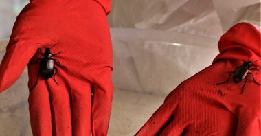 Terminator bugs sit on the gloves of a lab employee in Antalya, Türkiye, March 28, 2023. (IHA Photo)