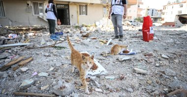 Cats in the earthquake-hit province of Hatay are photographed eating pet food distributed in the rubble following the Feb. 6 earthquakes, Hatay, southeastern Türkiye, March 28, 2023. (AA Photo)