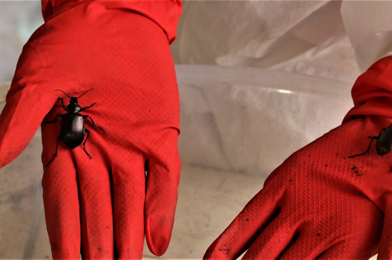 ‘Bug Terminator’ dirilis untuk memerangi kumbang pinus di Antalya Türkiye
