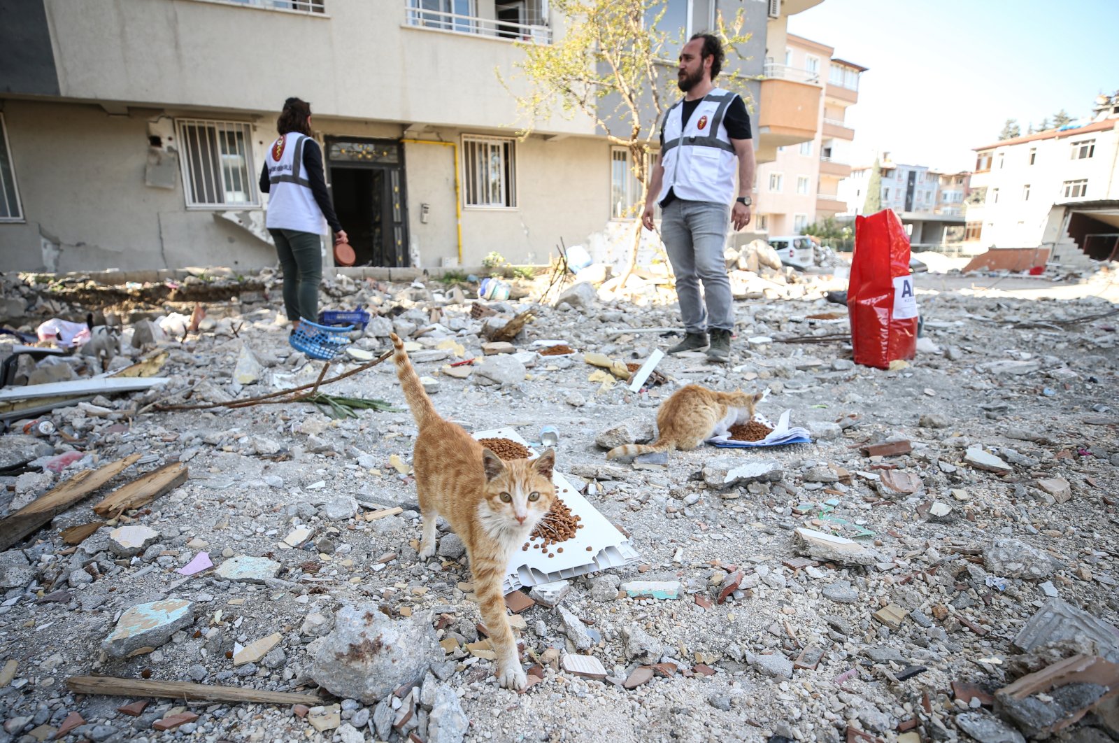Some 55 tons of pet food distributed after Türkiye quake in Hatay