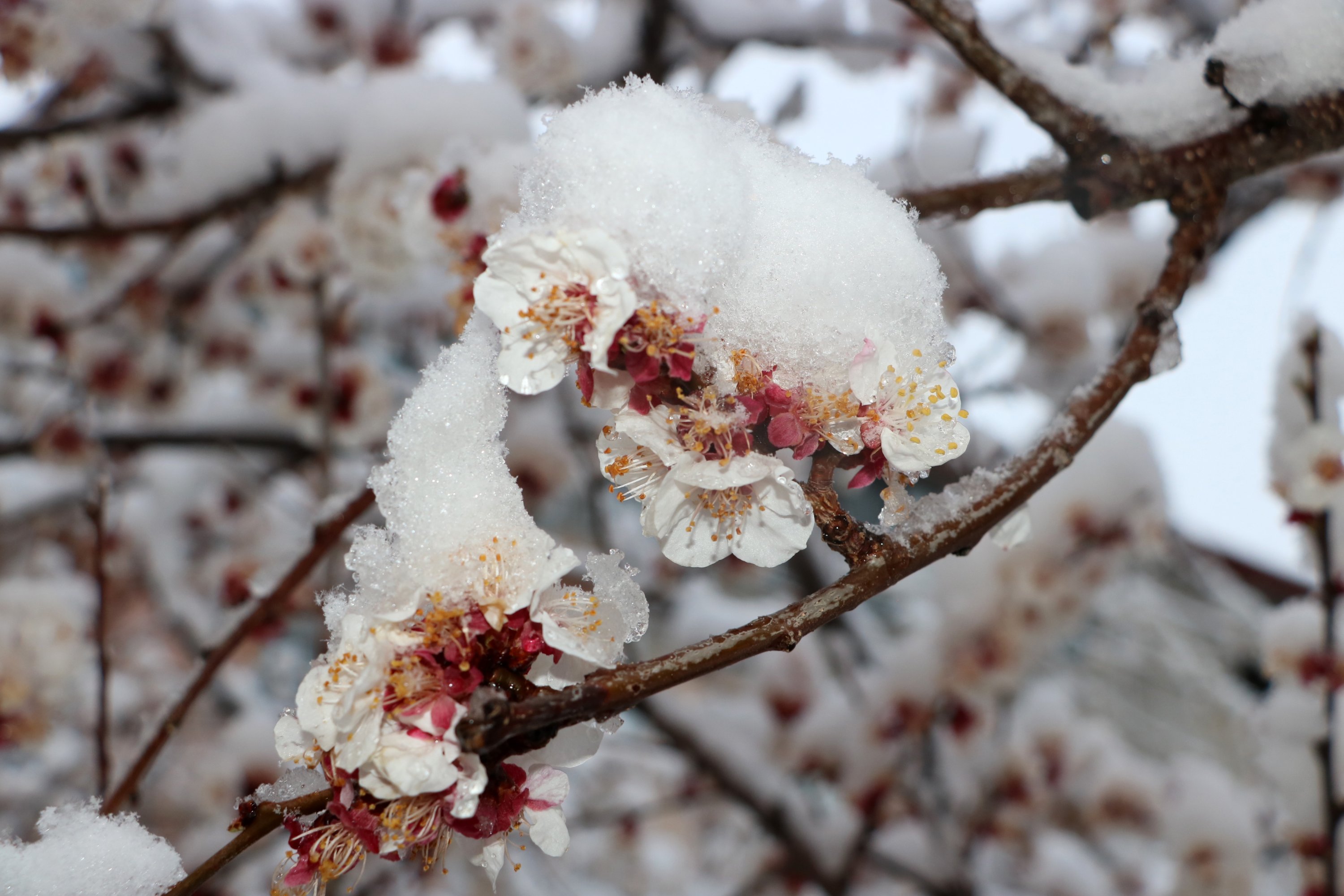 Cherry, plum and almond trees were covered with snow in Afyonkarahisar, Türkiye, March 29, 2023. (DHA Photo)