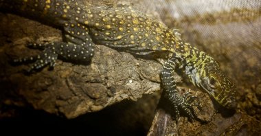 Drakaris, a one-month-old baby Komodo dragon, one of five Komodo dragons born at Bioparc Fuengirola, rests in a terrarium in Fuengirola, southern Spain, March 28, 2023. (Reuters Photo)