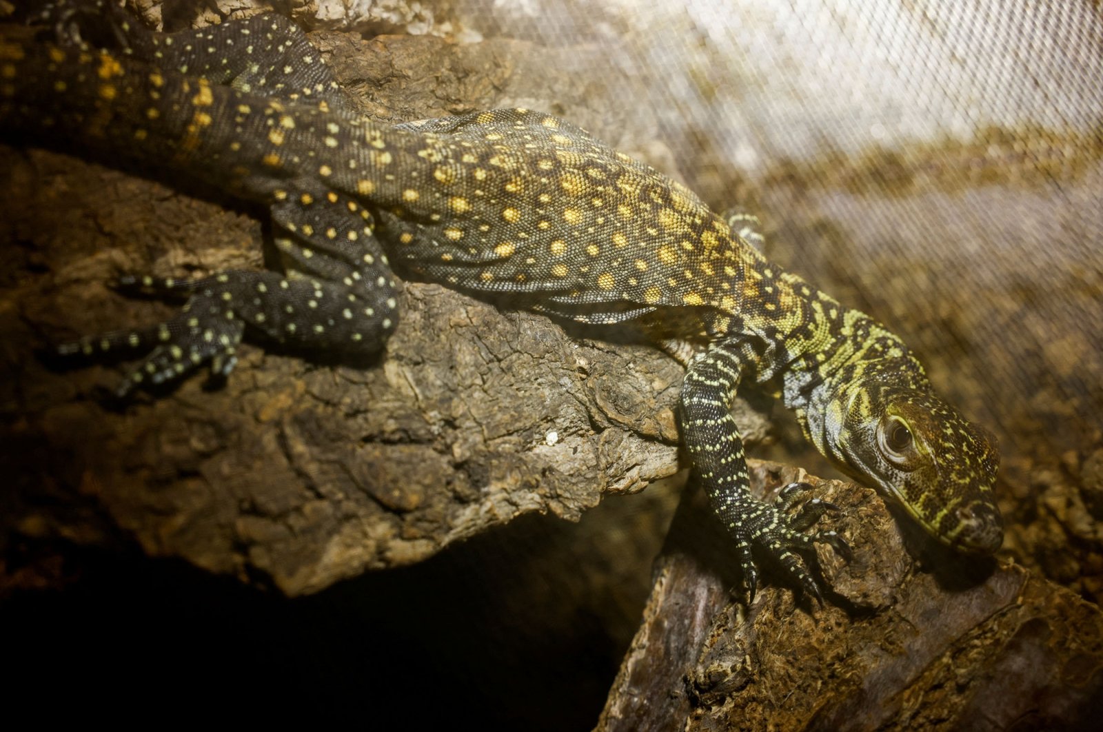Drakaris, a one-month-old baby Komodo dragon, one of five Komodo dragons born at Bioparc Fuengirola, rests in a terrarium in Fuengirola, southern Spain, March 28, 2023. (Reuters Photo)