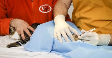 Dr. Cem Perk is seen applying stem cell therapy to a cat, Istanbul, Türkiye, March 29, 2023. (AA Photo)
