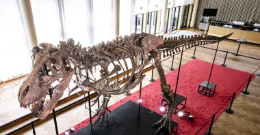 The skeleton of a Tyrannosaurus rex named Trinity, is displayed at the Tonhalle Zurich concert hall, in Zurich, Switzerland, March 29, 2023. (EPA Photo)