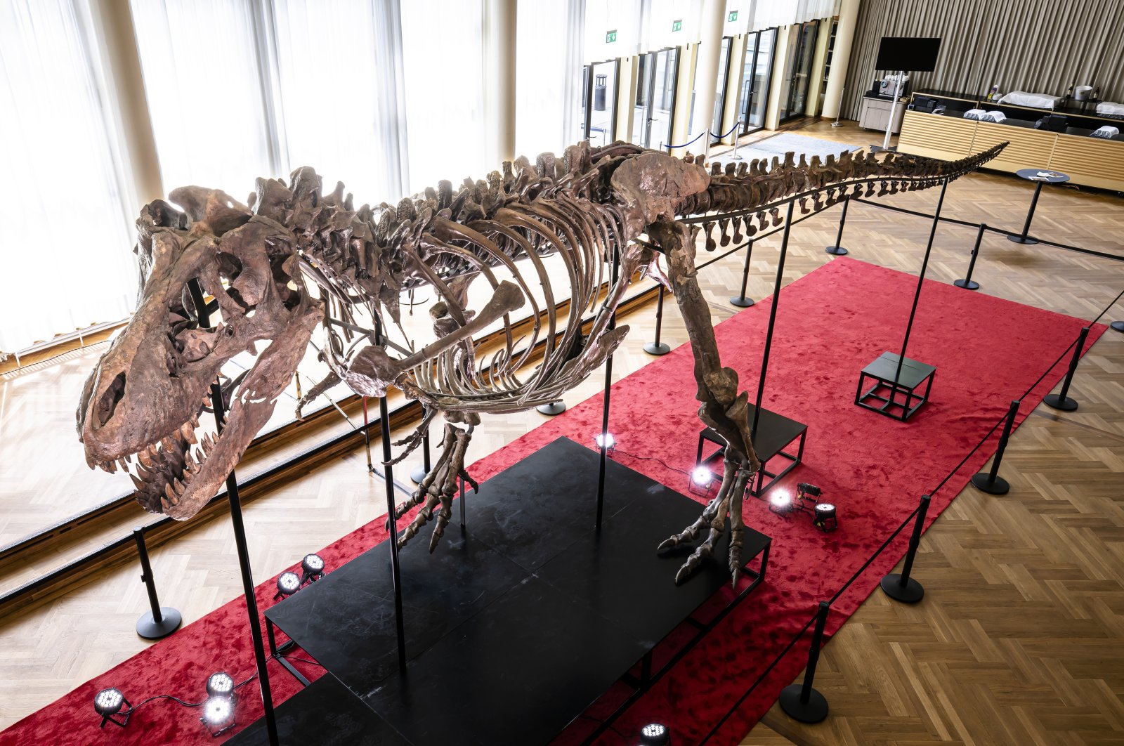 The skeleton of a Tyrannosaurus rex named Trinity, is displayed at the Tonhalle Zurich concert hall, in Zurich, Switzerland, March 29, 2023. (EPA Photo)