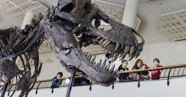 Visitors watch the skeleton of a Tyrannosaurus rex named Trinity, during a preview by auction house Koller at the Tonhalle Zurich concert hall, in Zurich, Switzerland, March 29, 2023. (AP Photo)