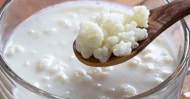 A close-up view of Kefir. (Shutterstock Photo)
