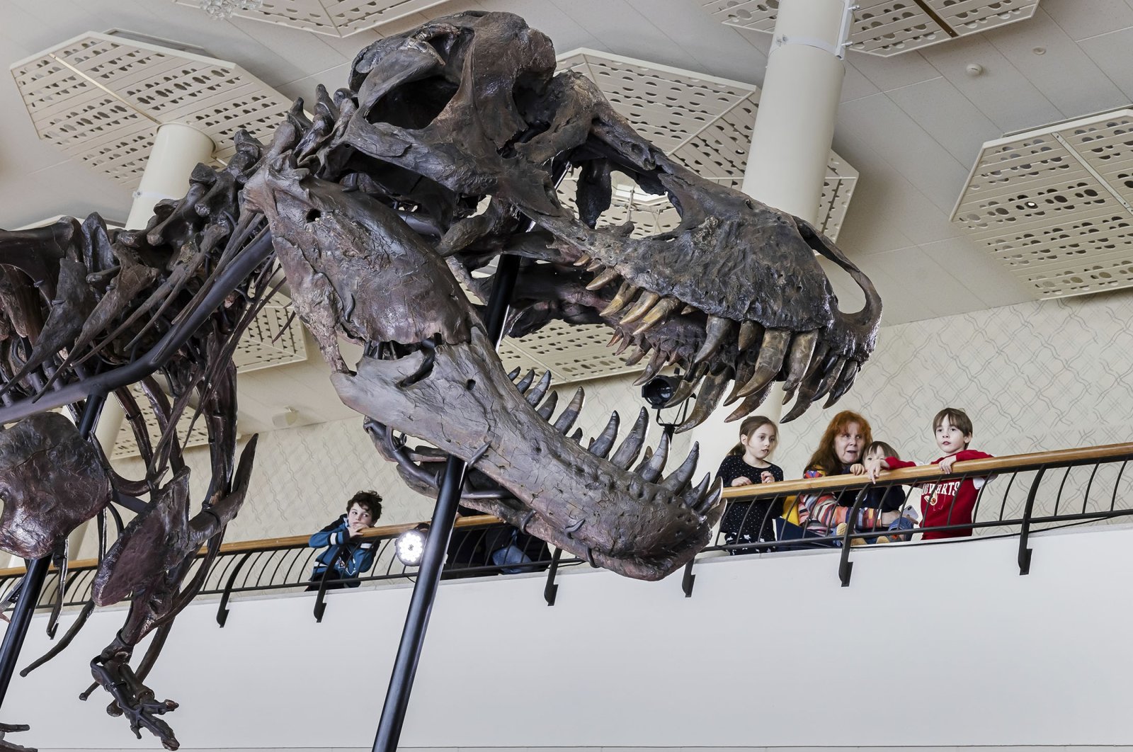 Visitors watch the skeleton of a Tyrannosaurus rex named Trinity, during a preview by auction house Koller at the Tonhalle Zurich concert hall, in Zurich, Switzerland, March 29, 2023. (AP Photo)