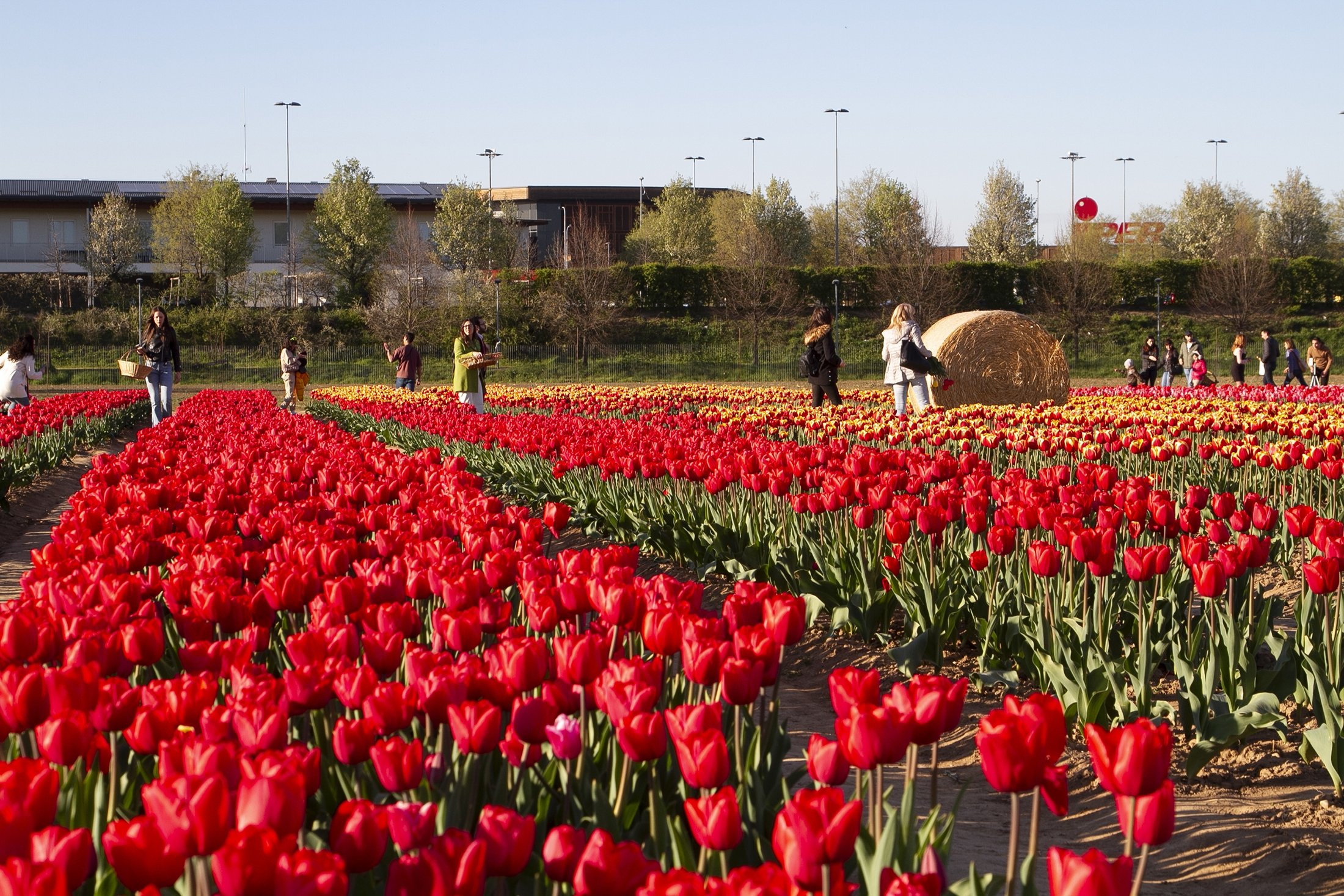 Pengunjung berjalan di antara ladang tulip, di Milan, Italia, 1 April 2023. (Foto AA)