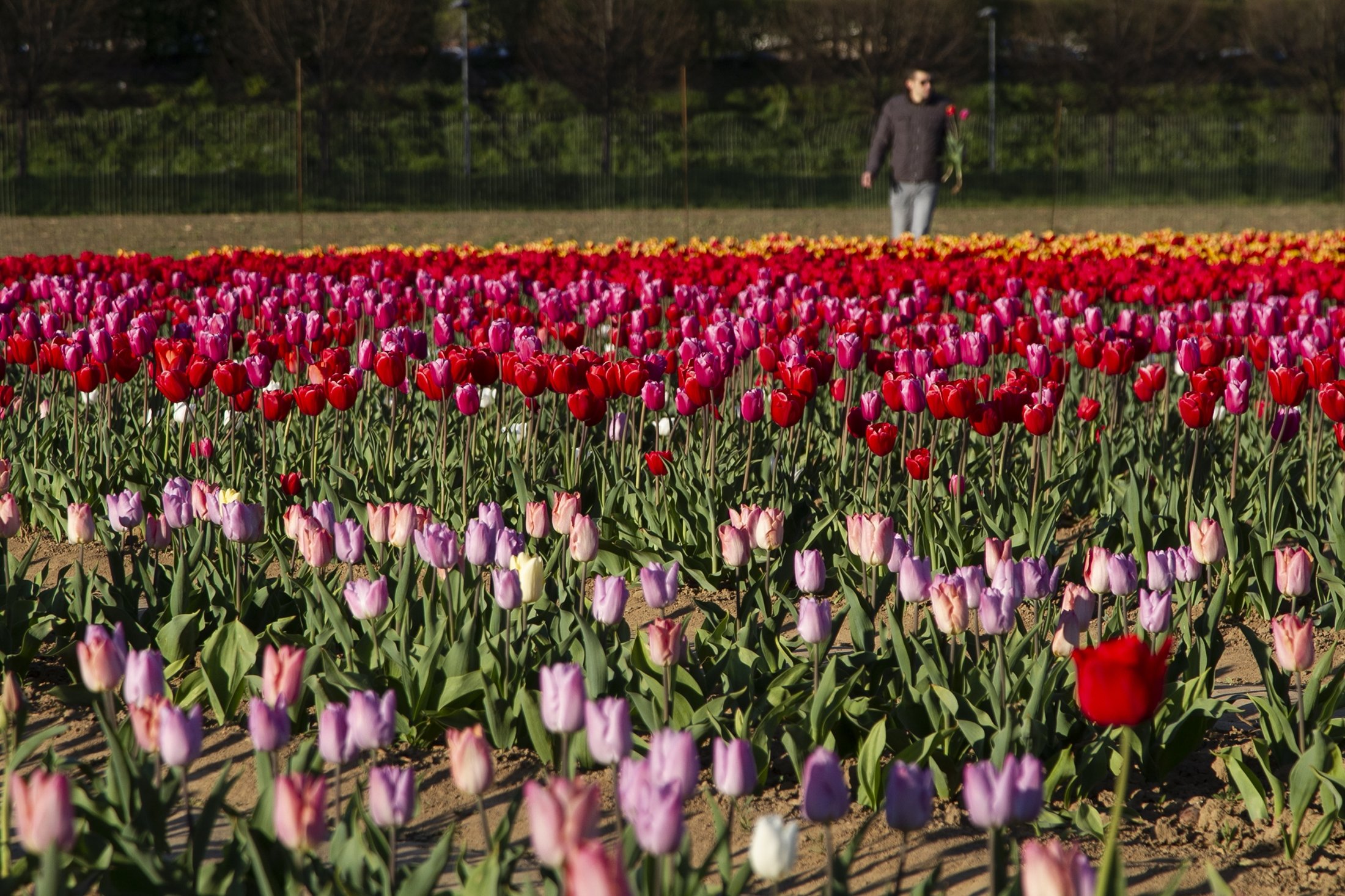 Seorang pengunjung berjalan di antara ladang tulip, di Milan, Italia, 1 April 2023. (Foto AA)