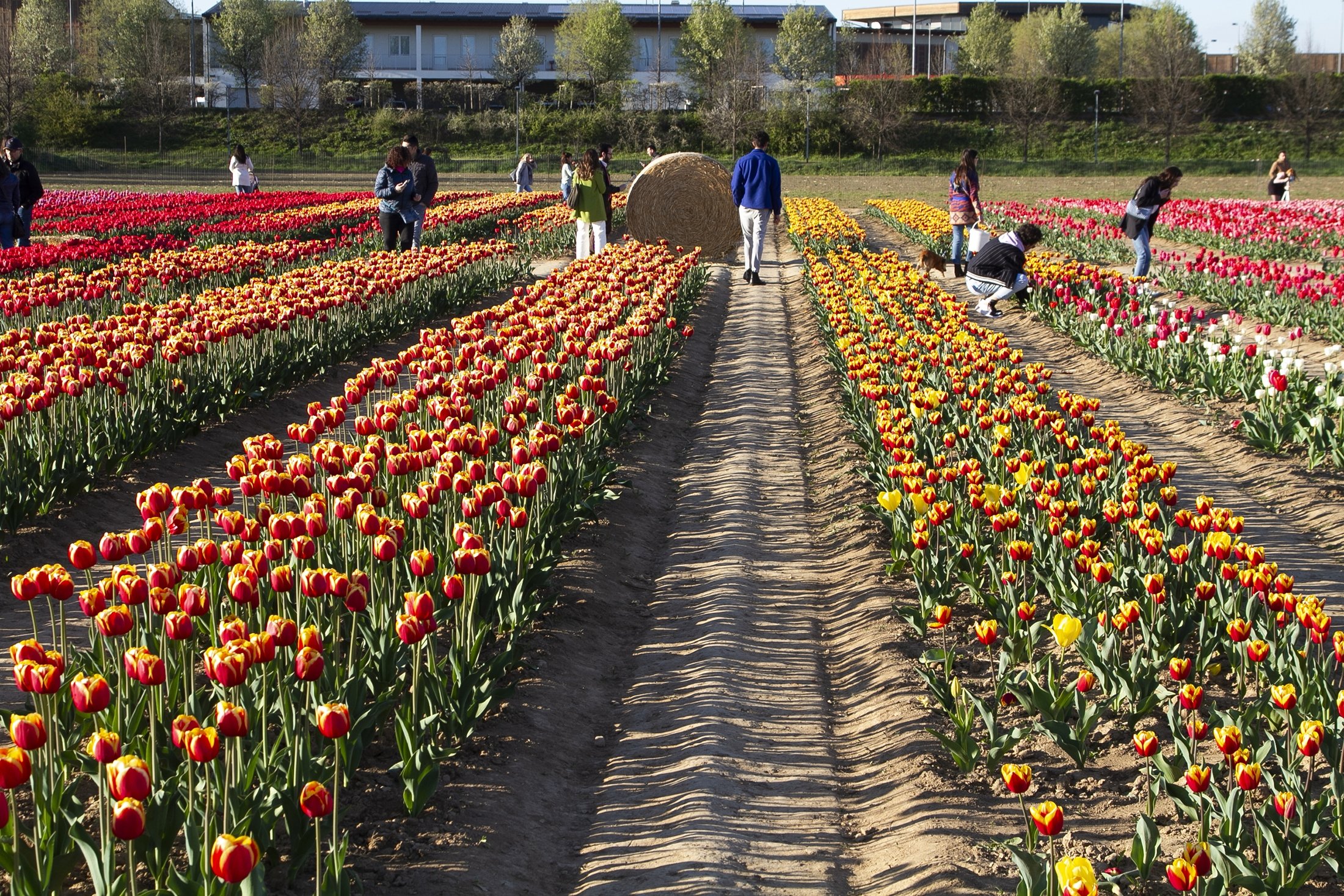 Pengunjung berjalan di antara ladang tulip, di Milan, Italia, 1 April 2023. (Foto AA)